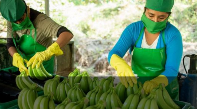 El Ministro de Comercio Exterior de Perú anuncia que reimpulsará la exportación del banano orgánico de Piura