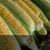 Industria preocupada por el aumento del precio del maíz amarillo