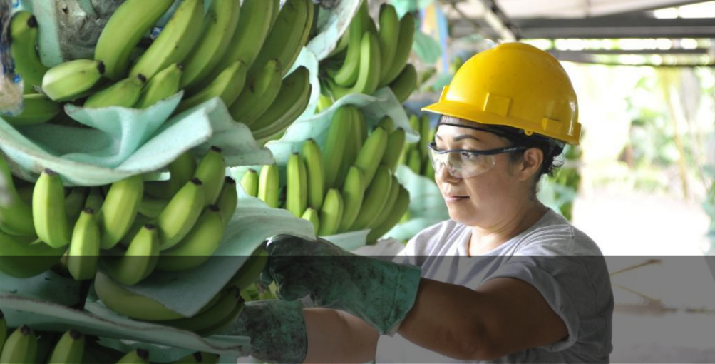 Gobierno anuncia alivio crediticio y mayor control a la exportación de banano