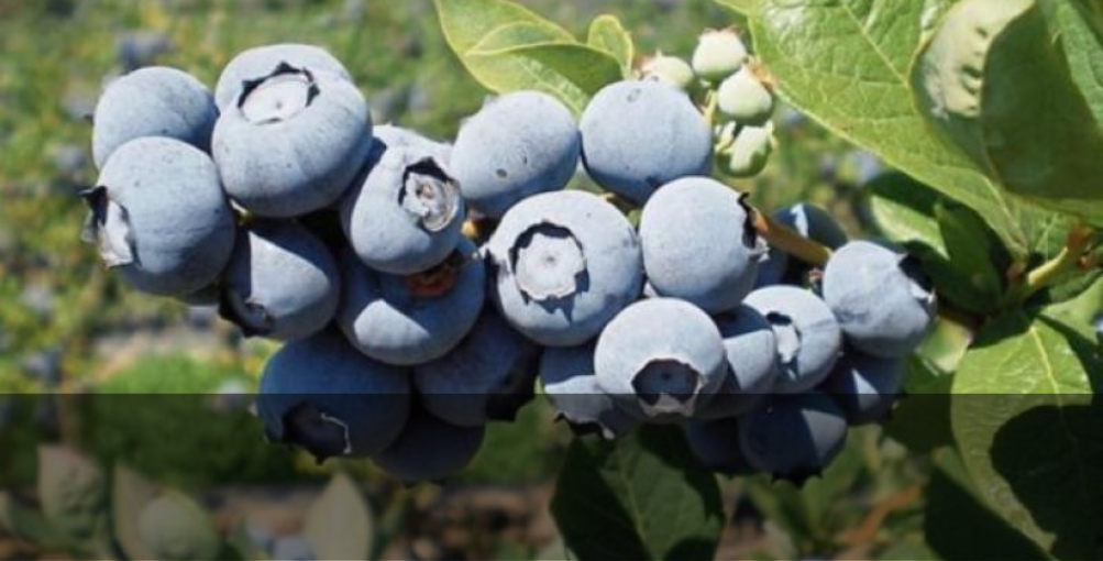 Perú podría llegar a exportar 120.000 toneladas de arándanos de nueva genética en el 2025￼