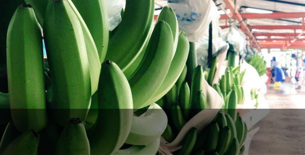 Plan emergente para pequeños bananeros sin fechas exactas ni montos definidos