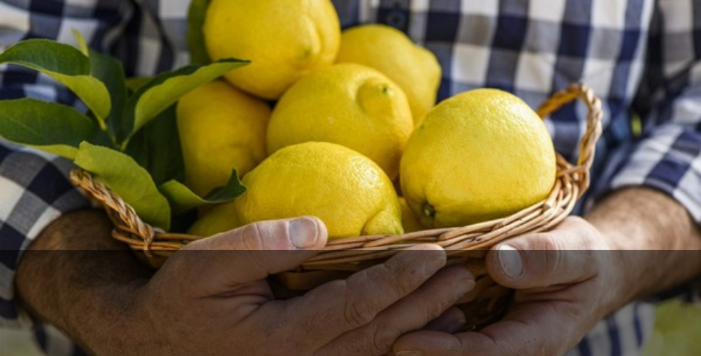 Científicos de Brasil descubren que el limón contiene de forma natural sustancias que pueden combatir la COVID-19￼