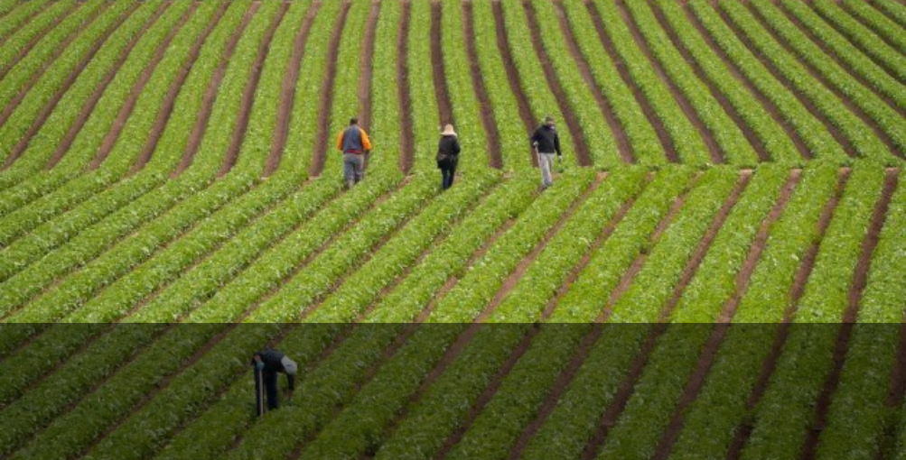 Disponibilidad de alimentos en la UE no está en riesgo pese a guerra y sequías￼