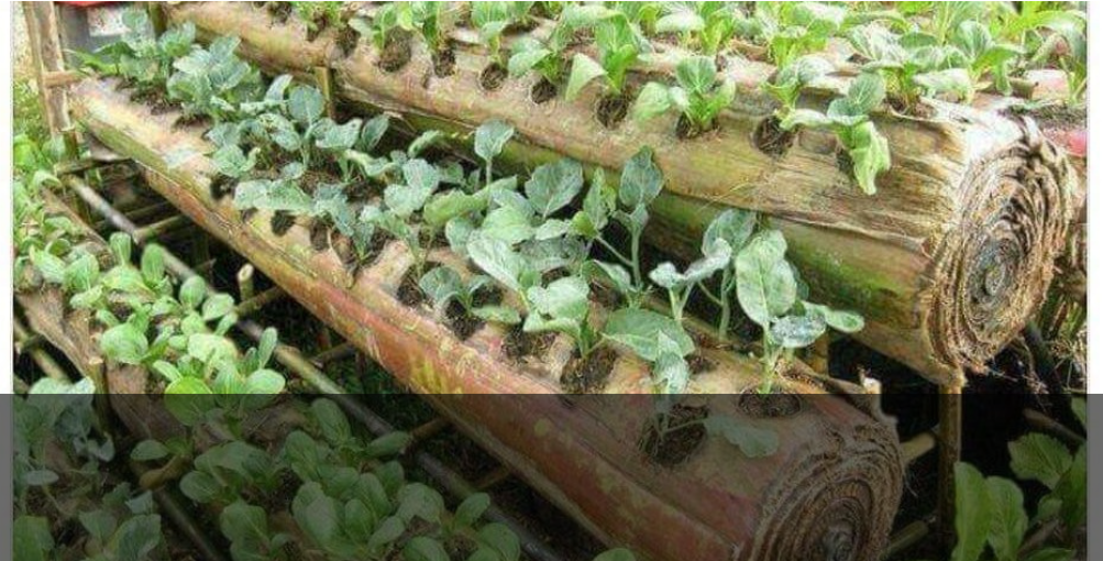 Los tallos del banano, un material prometedor para hacer paneles aislantes￼