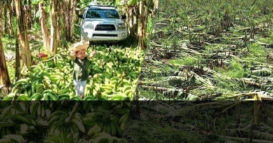 El huracán Fiona golpea las plantaciones de banano en la República Dominicana￼