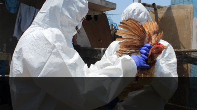 En Perú se declara emergencia sanitaria por influenza aviar en aves domésticas