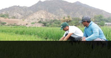 Productores de Lambayeque adoptan tecnologías para mejorar la producción de arroz