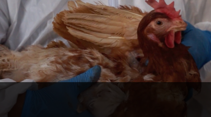 Gobierno analiza vacuna para contrarrestar influenza aviar