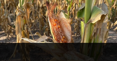 La cosecha de maíz en Argentina al 32% de lo que se esperaba