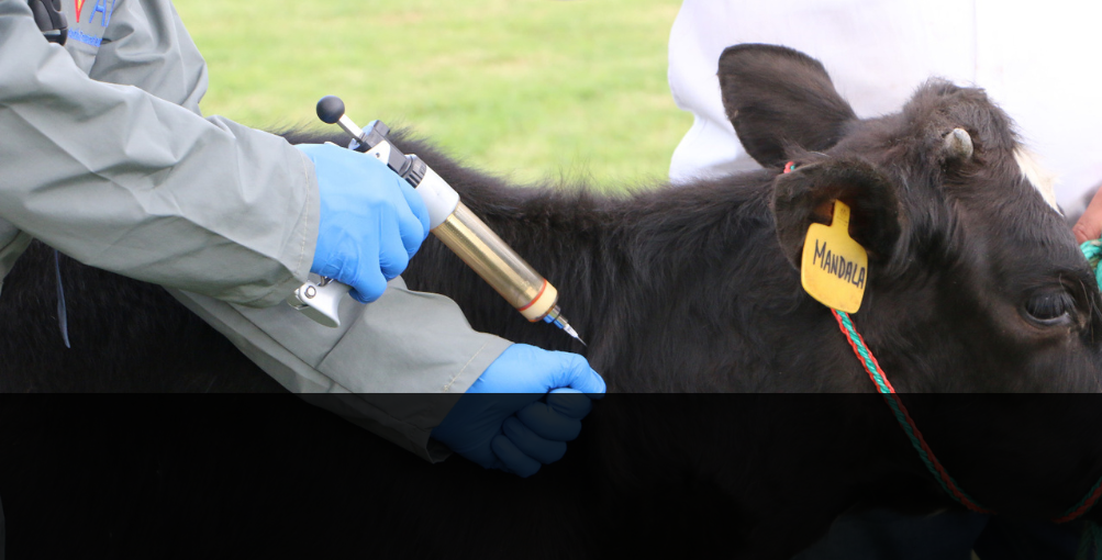 Inició vacunación contra fiebre aftosa en Ecuador