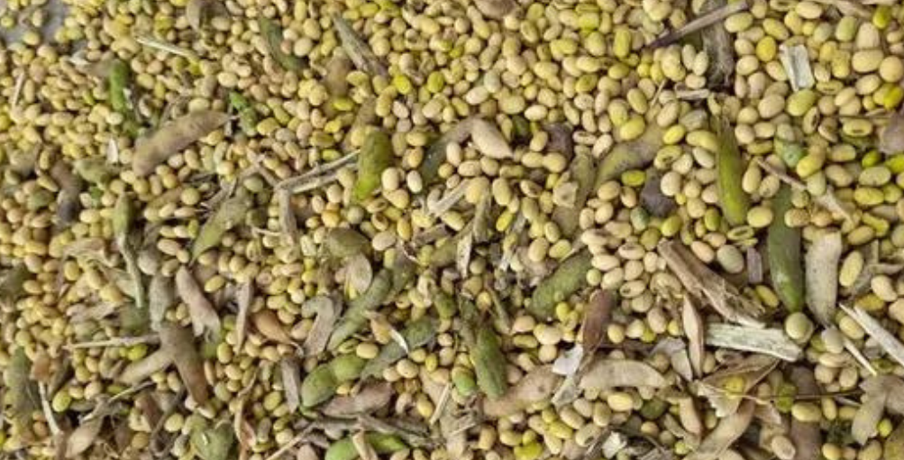 Granos verdes hacen complejo el manejo pos cosecha de la soya