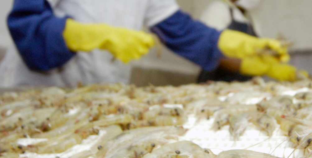 Ante cortes de energía eléctrica, sector camaronero pide ser informado con antelación