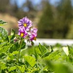 INIAP presenta la nueva papa INIAP – Cañari: alta tolerancia a la “lancha” y mayor rendimiento en el Austro ecuatoriano