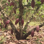 Según Anecacao, factores externos marcan la pauta en el mercado del cacao ecuatoriano