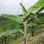 ¿Cómo el Trichoderma mejora la resistencia del banano contra enfermedades?