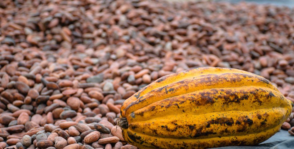 Los Ríos, Guayas y Manabí lideran la producción de cacao en Ecuador