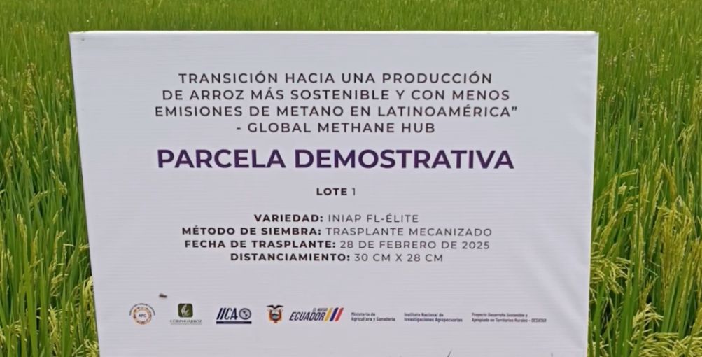 Agricultura Climáticamente Inteligente en arroz: transición hacia una producción sostenible y con menos emisiones de metano
