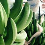 Precio del banano: Presidente Noboa podrá ordenar su fijación de manera excepcional