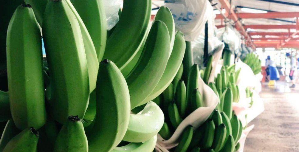 Precio del banano: Presidente Noboa podrá ordenar su fijación de manera excepcional