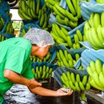 Clúster bananero rechaza uso político de la inseguridad transnacional en Ecuador