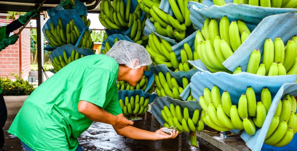 Clúster bananero rechaza uso político de la inseguridad transnacional en Ecuador