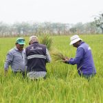 Plaga en arroz: ¿Cuáles son las acciones del Gobierno para mitigar su impacto?