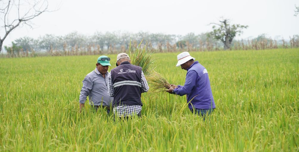Plaga en arroz: ¿Cuáles son las acciones del Gobierno para mitigar su impacto?