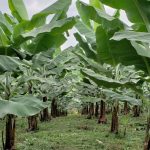 Vitelyum®: La innovación presentada en Ecuador contra la Sigatoka negra del banano