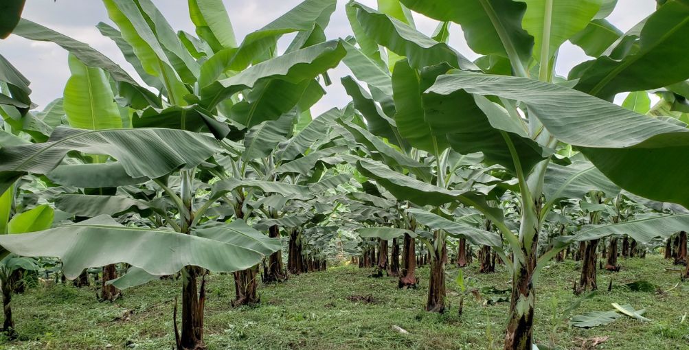Vitelyum®: La innovación presentada en Ecuador contra la Sigatoka negra del banano