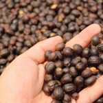 Productores de cacao y café en Ecuador serán registrados para exportaciones libres de deforestación a la UE