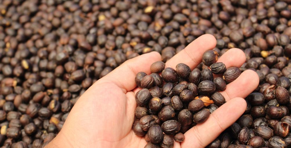 Productores de cacao y café en Ecuador serán registrados para exportaciones libres de deforestación a la UE