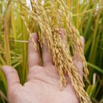 Adquisición de arroz cáscara: Gobierno comprará 24.000 toneladas en Guayas y Los Ríos