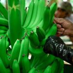 Precio mínimo de sustentación del banano se fija en USD 7,50 para 2026
