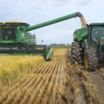 Precios del arroz latinoamericano caen al nivel más bajo desde 2017