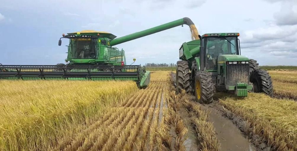 Precios del arroz latinoamericano caen al nivel más bajo desde 2017