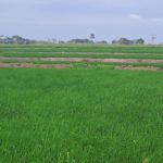 La Cuca: Productividad arrocera en riesgo por ausencia de semillas certificadas