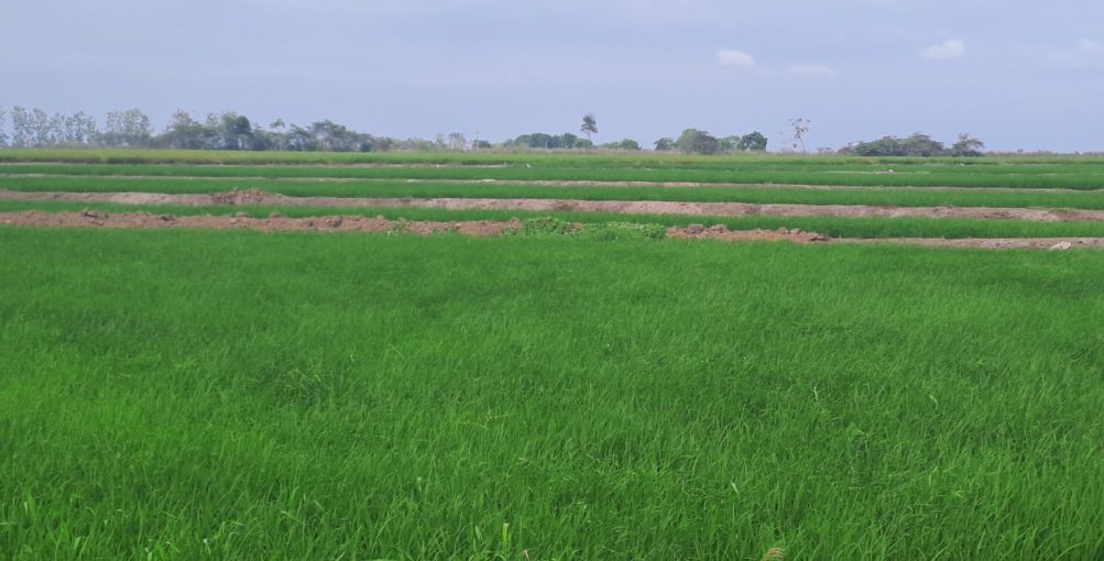 La Cuca: Productividad arrocera en riesgo por ausencia de semillas certificadas