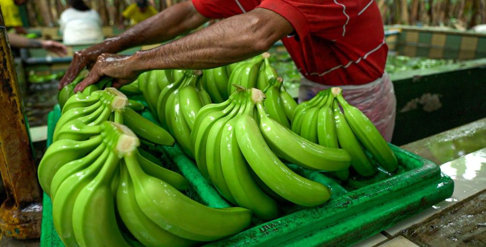 Banana Business Machala 2025 reunirá a los actores clave del banano en Ecuador del 11 al 13 de noviembre