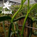 Vainilla ecuatoriana gana terreno: el proyecto familiar Vaini Prigue  impulsa la producción natural desde Palora