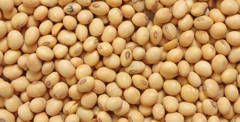 Cosecha de soja en Brasil 2025/26 podría alcanzar récord de 179,5 millones de toneladas