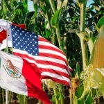 Maíz transgénico en México: fallo obliga a EE. UU. a demostrar que no afecta la salud ni la biodiversidad