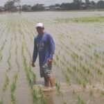 Registro de productores de arroz, marca inicio del plan de adquisición y almacenamiento