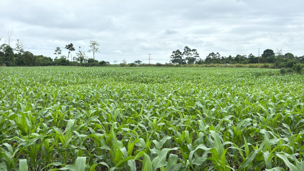 Siembra de maíz sin contratiempos en Los Ríos, pero preocupa caída de precios por  importaciones