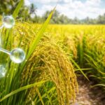 El silicio en la agricultura mejora la resistencia de los cultivos y puede aumentar rendimientos hasta 30 %