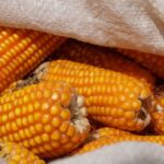 El precio del quintal de maíz amarillo duro se definió para la cosecha de 2026