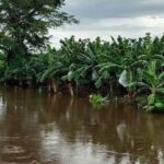 Moko y Fusarium R4: autoridades refuerzan acciones de control ante inundaciones en Ecuador