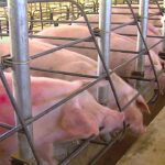 La Porcicultura ecuatoriana y miles de empleos rurales en riesgo por acuerdo recíproco con Estados Unidos, advierte ASPE