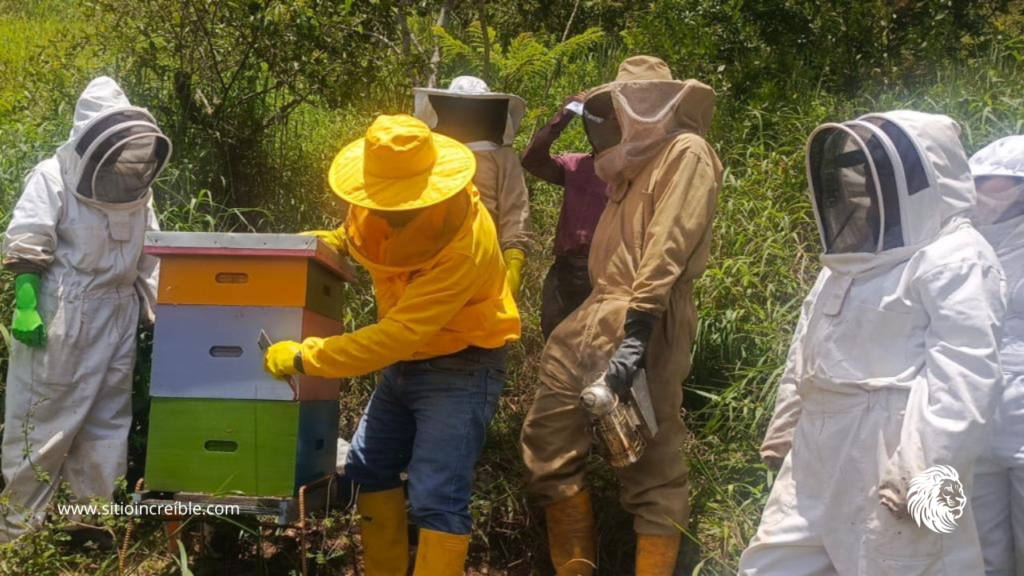 La tecnificación apícola busca aumentar producción nacional de miel con inversión pública