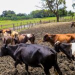 Repoblación ganadera en Guayas avanza con más de 3.000 inseminaciones y $2,5 millones en inversión técnica