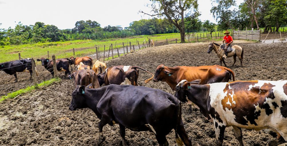 Repoblación ganadera en Guayas avanza con más de 3.000 inseminaciones y $2,5 millones en inversión técnica